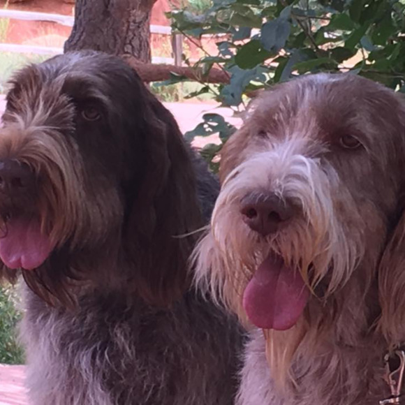 Meet your Posher @eliteswag, @elitedog. - Picture 1 of 1